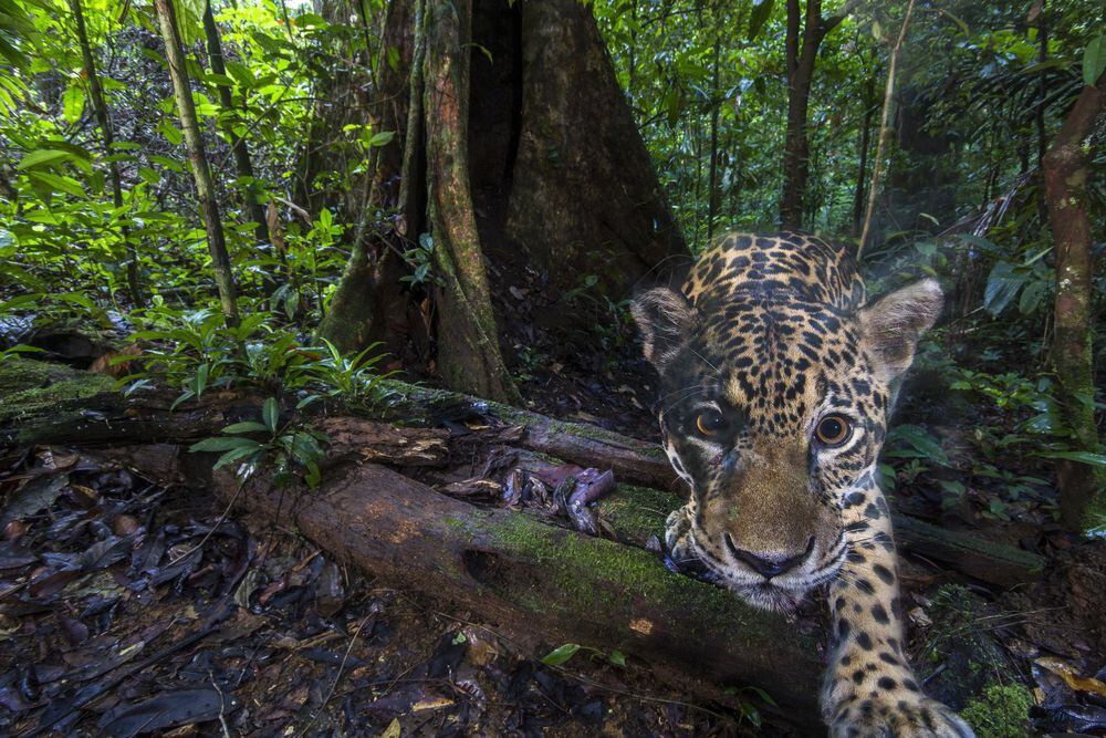 Capturan Imagenes De Alta Resolucion De Jaguares Cerca Del Amazonas