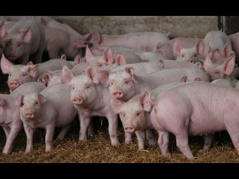 ¡QUÉ LOCURA! Científicos crean cerdos bajos en grasa