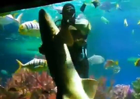 Este buzo no tuvo miedo de entrar al acuario para bailar con un tiburón| Video