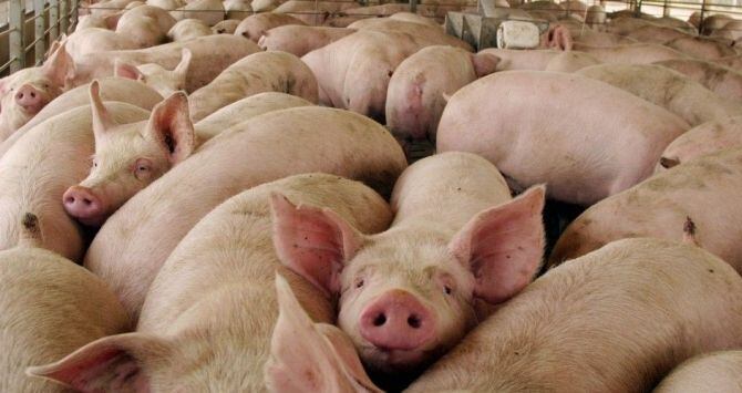 ¡QUÉ LOCURA! Científicos crean cerdos bajos en grasa