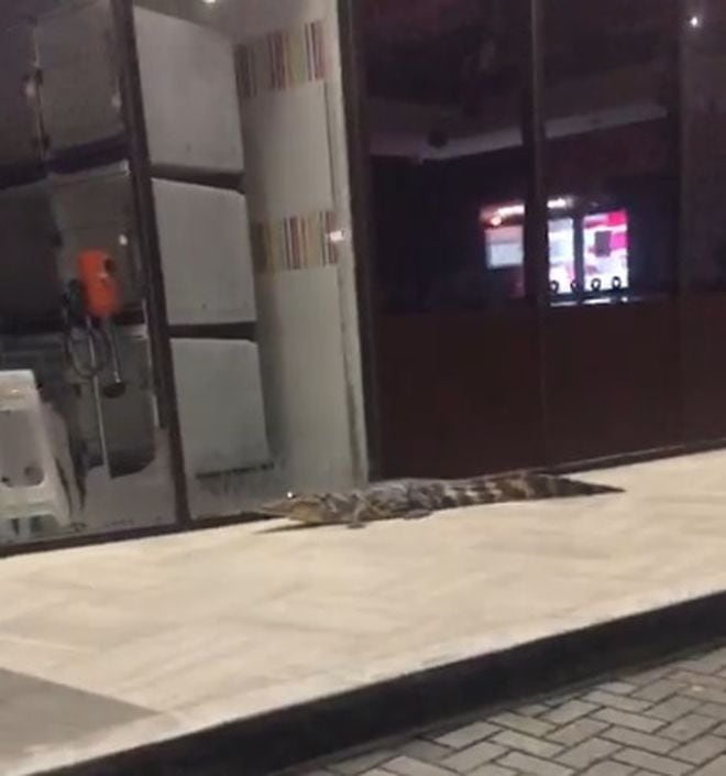 Sorprenden a un lagarto paseando en centro comercial de Costa del Este. Video