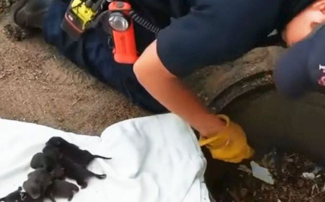 VIDEO| Rescatan a ocho zorras recién nacidas en desagüe  