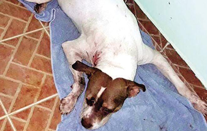 El perro 'Papi' que fue baleado por un policía ya está en su casa