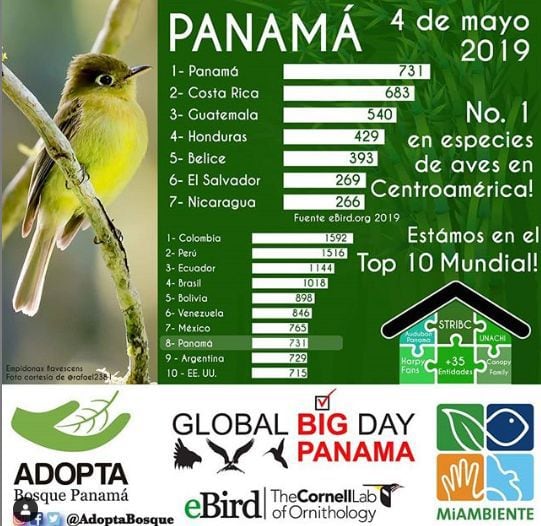 Plataformas que te ayudan a contar e identificar los pájaros que hay en Panamá 
