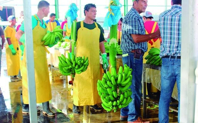 Este lunes se realizará la primera exportación de banano de Barú 