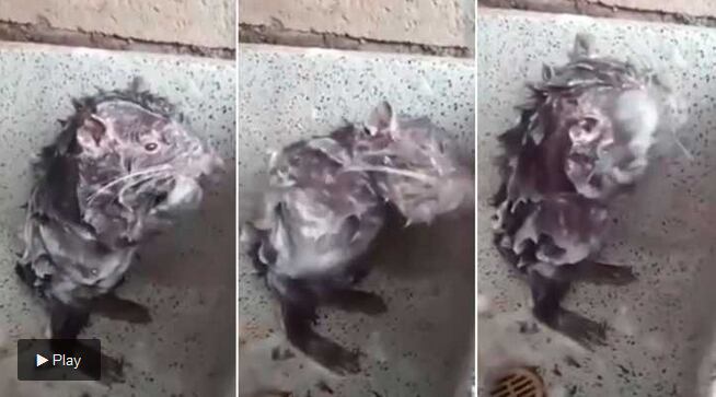 El video viral de un roedor duchándose que en realidad esconde maltrato animal