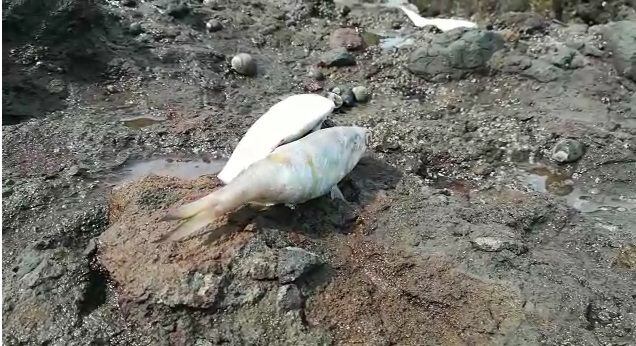 Alarma. Cientos de peces muertos aparecen a orillas de la playa en Coco del Mar. Videos