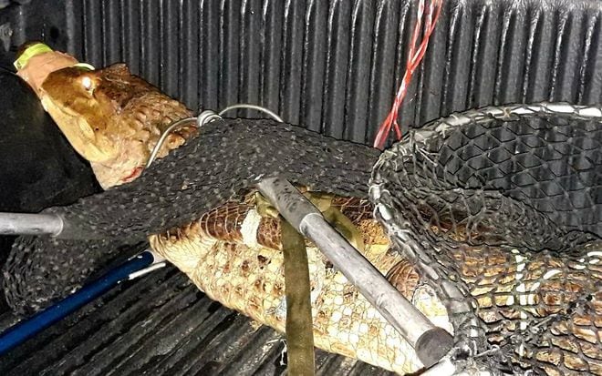 Policía Nacional rescata a enorme cocodrilo 