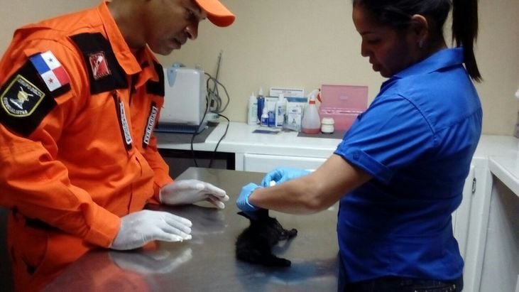 ¡QUÉ BUENO! Rescatan un gatito con problemas de visión en Veraguas | VIDEO