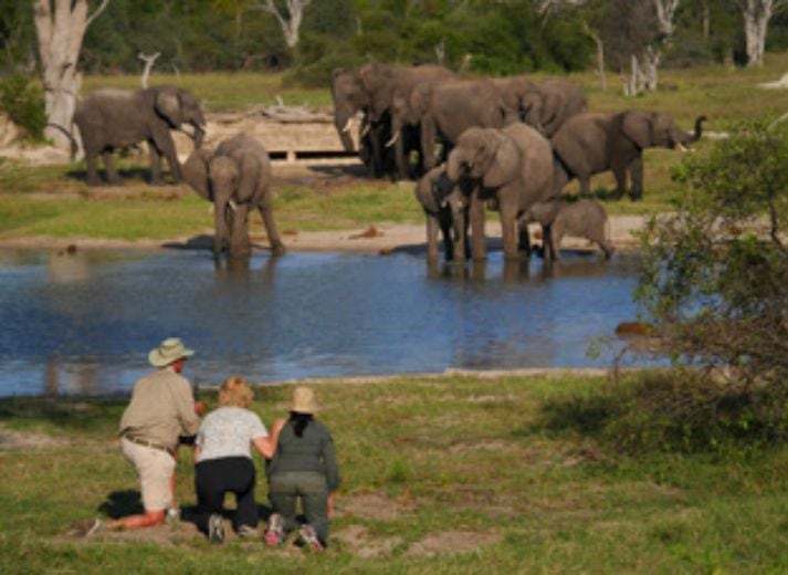Elefante  mata a pisotones a turista alemana en parque natural de Zimbabue