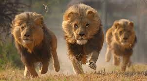 Venganza animal. Manada de leones ataca a tres cazadores furtivos y los  matan