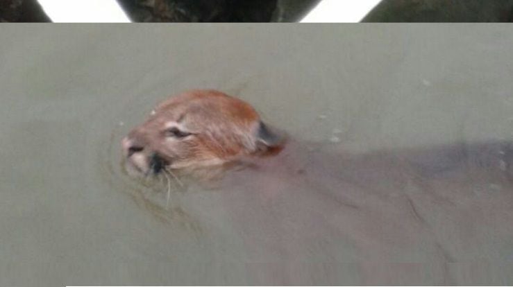¡INCREÍBLE! Puma llega nadando a La Palma en Darién ante la crecida de los ríos