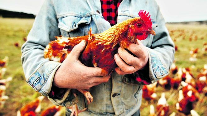 Panamá se declara en alerta permanente para prevenir la entrada de la gripe aviar 