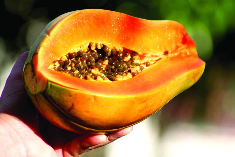 La papaya. Un rubro prometedor que crece en exportación