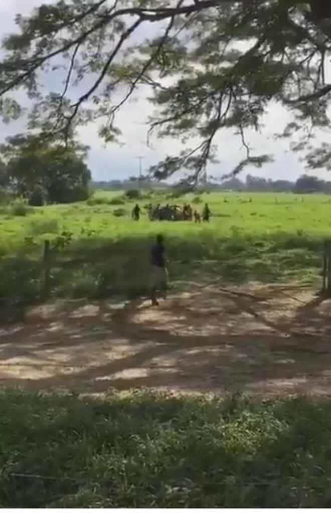 ¡Ay, Dios! Venezolanos matan a toro a pedradas para comérselo