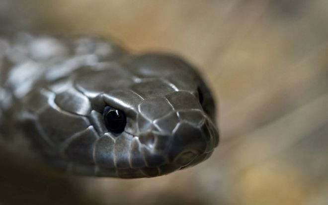 Zoológico te invita a poner el nombre de tu 'ex' a una serpiente