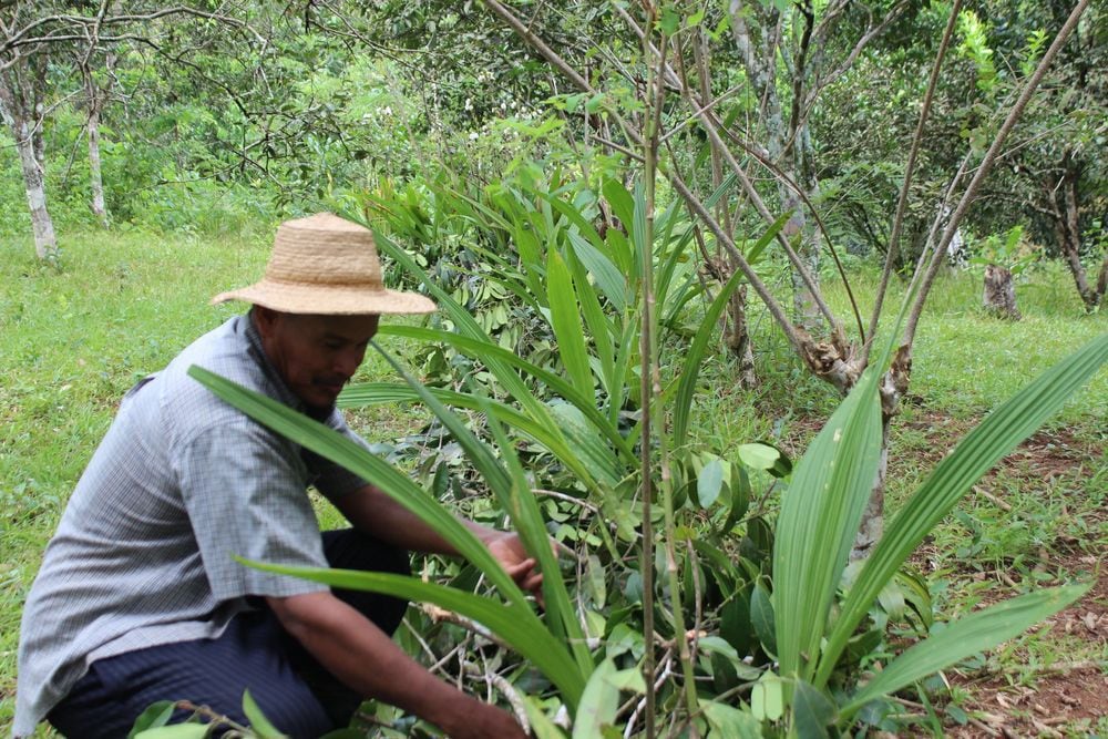 ¡LA SALVAN EN CAPIRA! Cinco mil flores del 'Espíritu Santo'