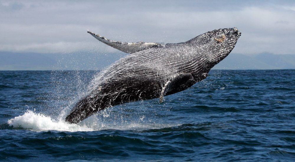 Captan el momento único de una ballena jorobada de 40 toneladas saltando 