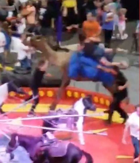 Camello de circo 'enloquece' y deja 7 heridos |Video