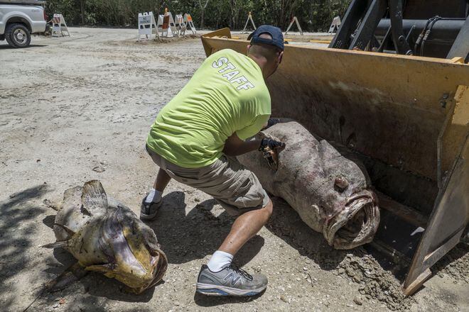 Miles de peces amanecen muertos en las costas de la Florida