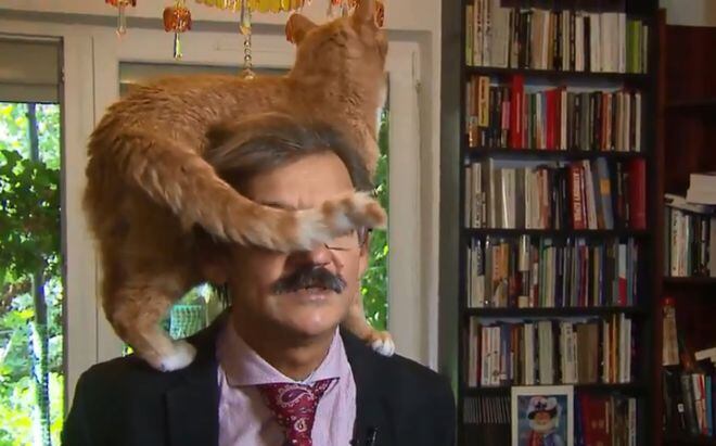 Académico fue interrumpido por su gato en plena entrevista 