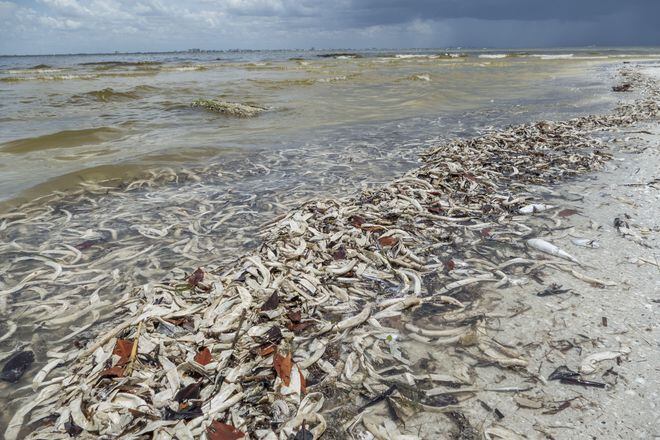 Miles de peces amanecen muertos en las costas de la Florida