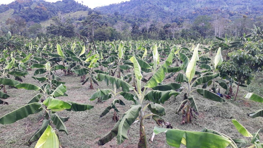 Mi Agro. Banano y plátano sigue su producción en Bocas del Toro a pesar de la pandemia