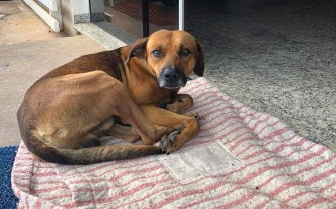 Perrito lleva 4 meses esperando a su dueño en la puerta del hospital