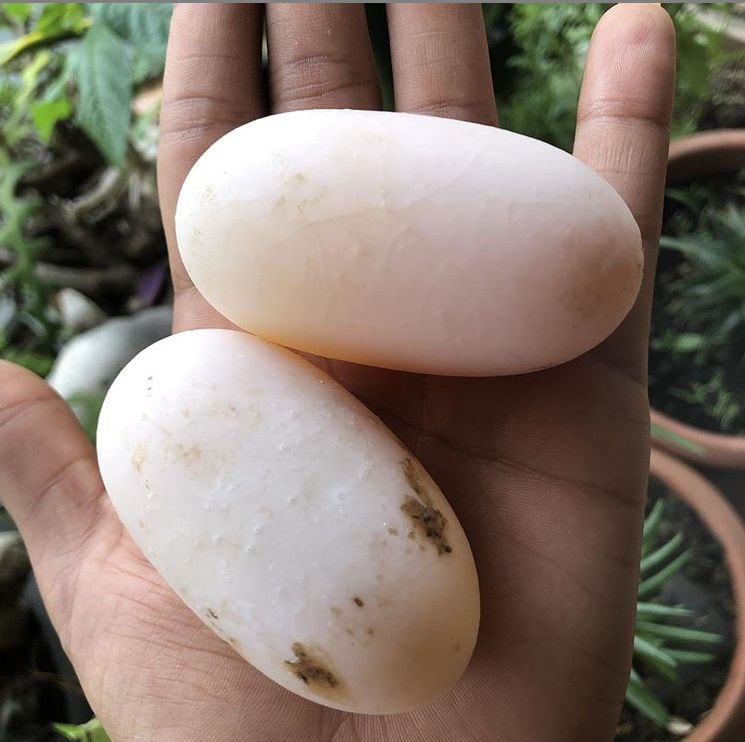 Uy. Daluna encuentra unos huevos gigantes en el patio de su casa 