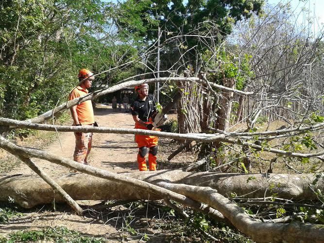 Tala Controlada De Rboles En Veraguas