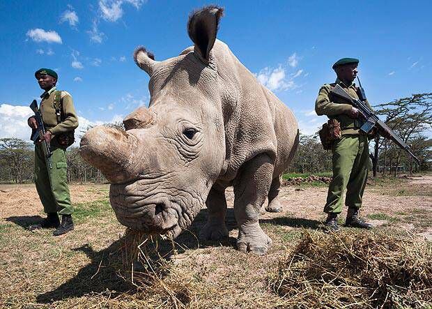 ¡MUY ENFERMO! El último rinoceronte blanco podría morir y acabar con su especie