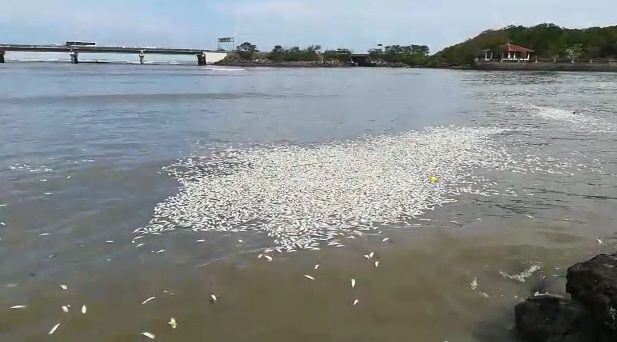 Alarma. Cientos de peces muertos aparecen a orillas de la playa en Coco del Mar. Videos