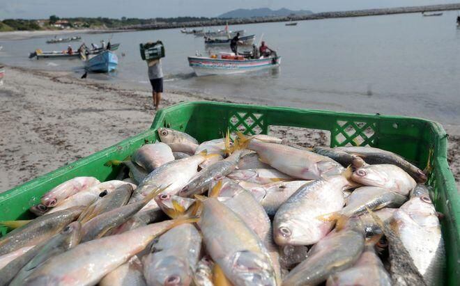 Panamá fue admitida en el ente que vigila la pesca en el Atlántico Norte