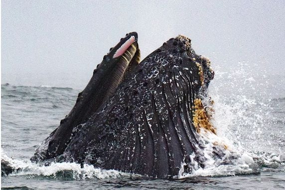 Ballenas le saltan a barco que ofrecía tour para su avistamiento