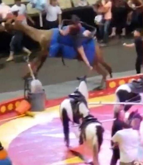 Camello de circo 'enloquece' y deja 7 heridos |Video