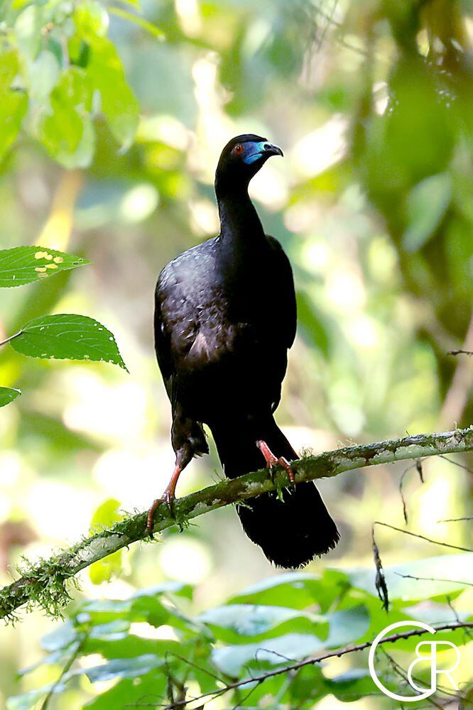 Plataformas que te ayudan a contar e identificar los pájaros que hay en Panamá