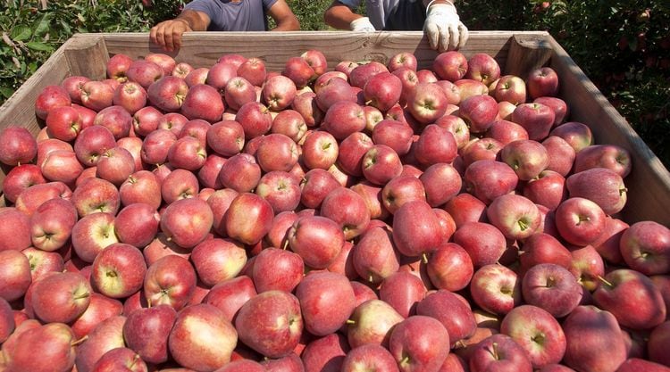 La Aupsa aclara que es falsa la información de manzanas contaminadas