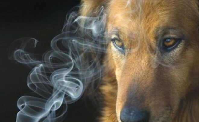 Veterinario asegura que el humo del cigarro también afecta a las mascotas