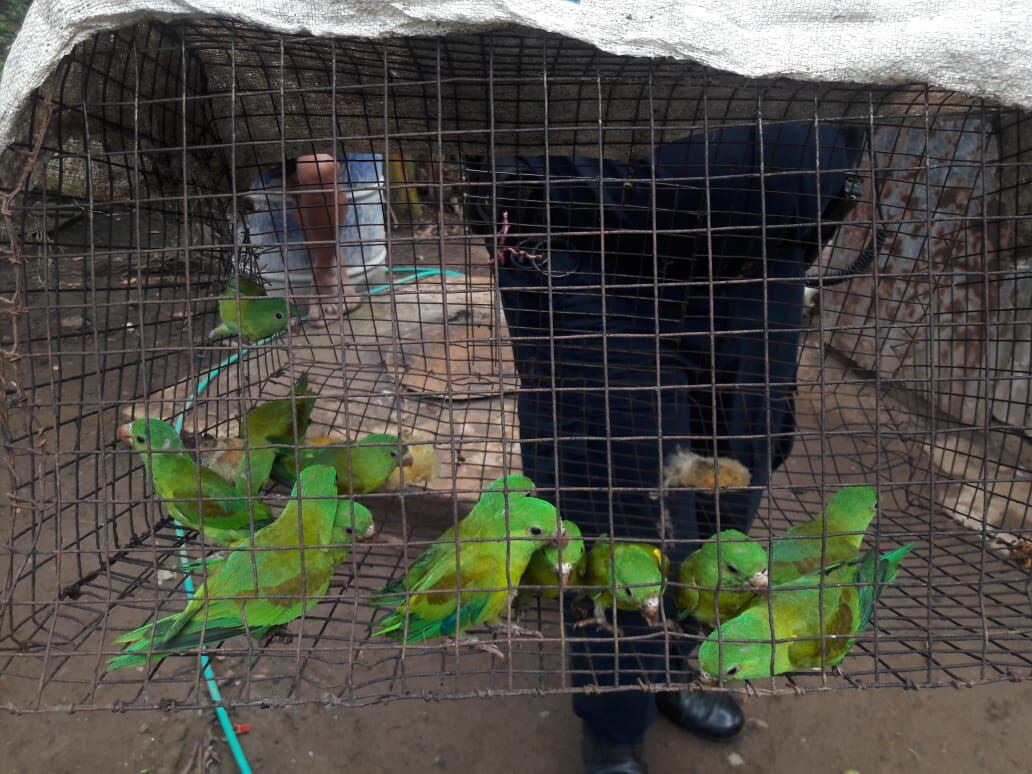 Policía y autoridades del Ambiente rescatan a 18 pericos piquiblanco