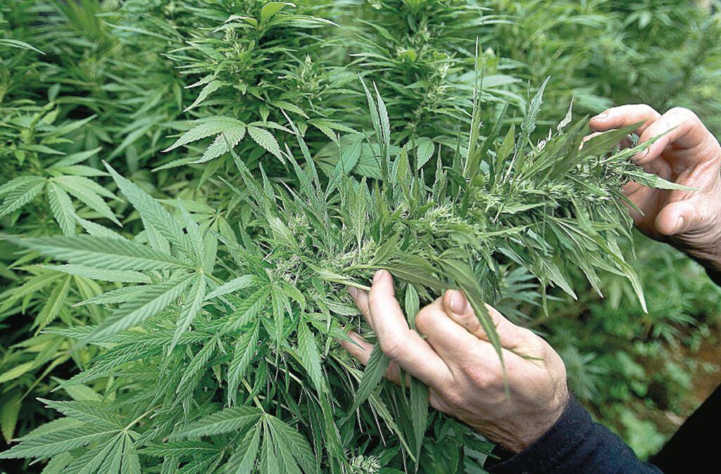 Solicitan participación en la reglamentación de la ley que permite uso de cannabis