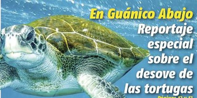 HAY QUE PROTEGERLAS. Las tortugas están vulnerables en guánico abajo, Los Santos