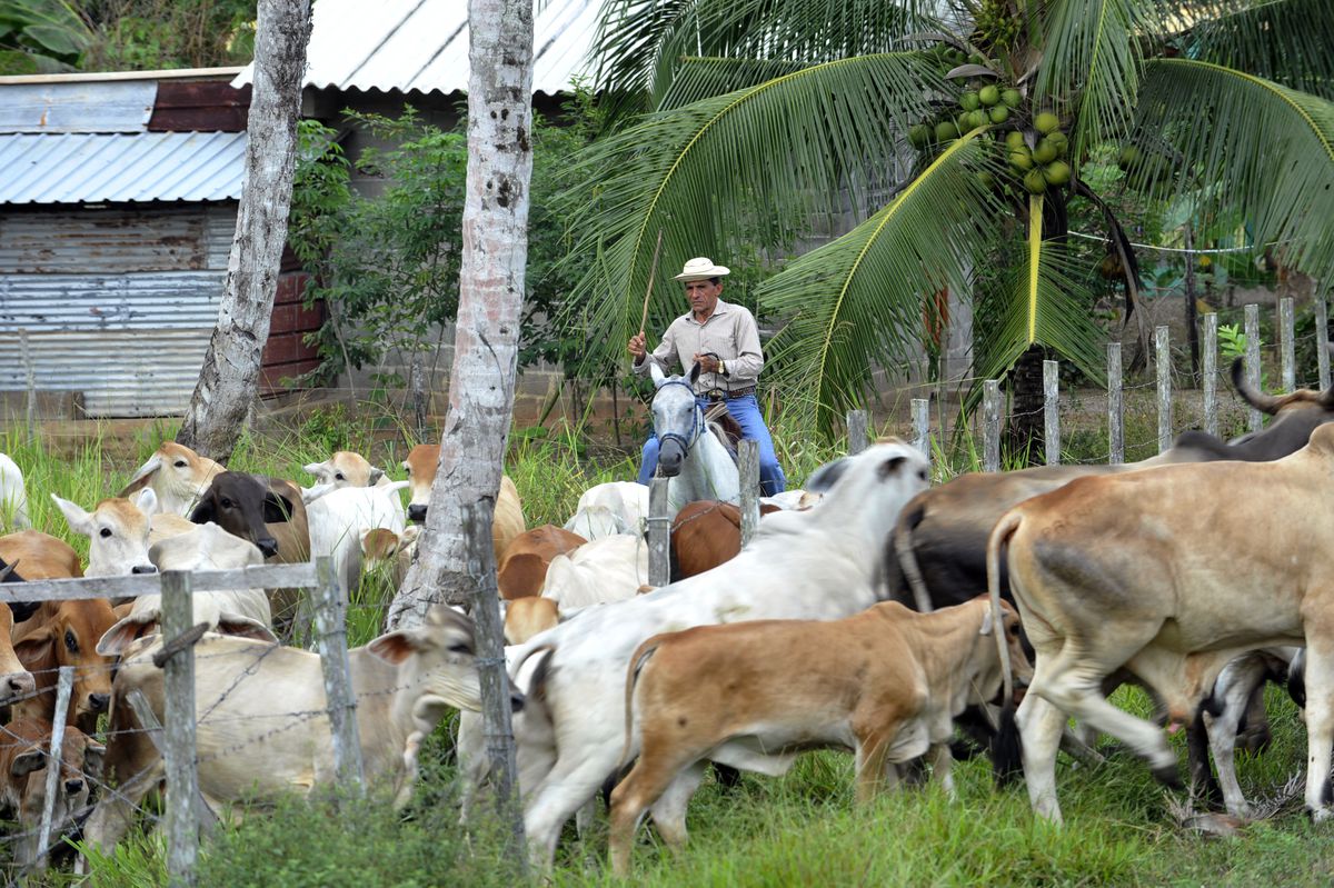 Panamá explora posibilidad de exportar carne bovina a Estados Unidos