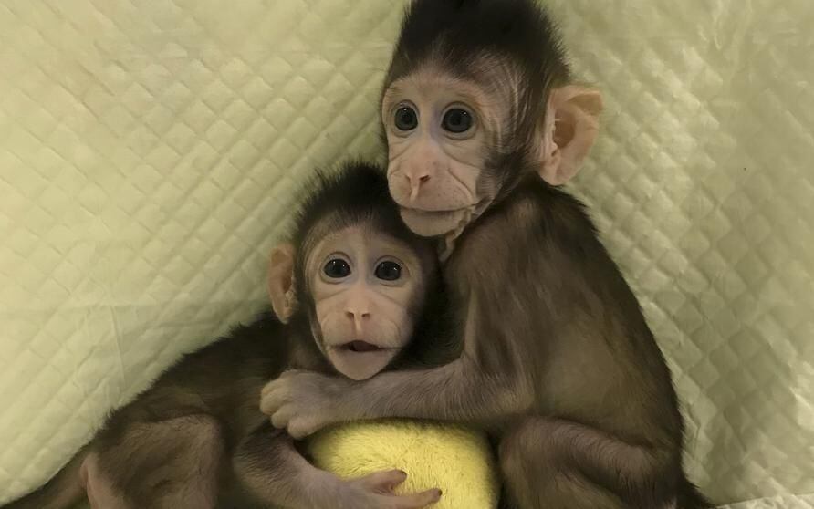 ¡Impresionante! China revoluciona la ciencia clonando dos monos