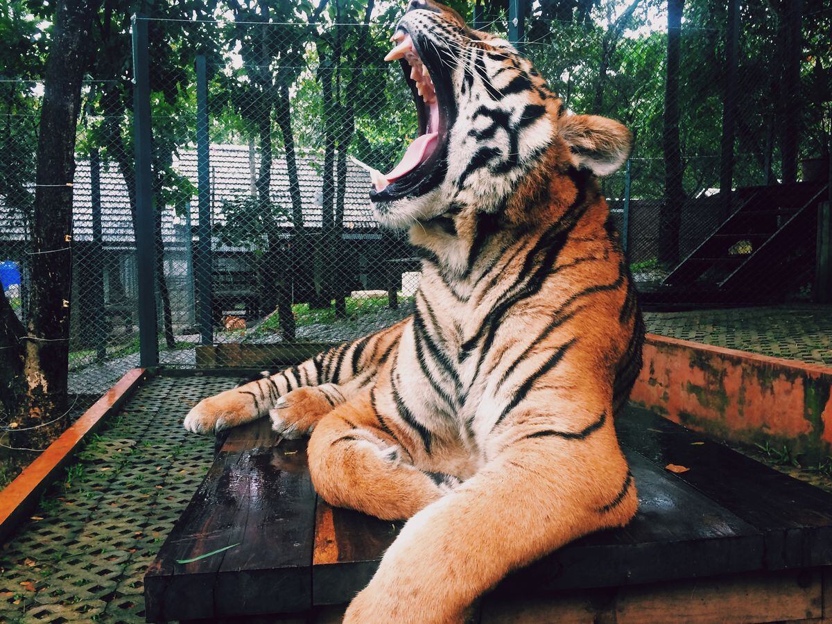 Hombre pierde sus brazos por querer alimentar a un tigre