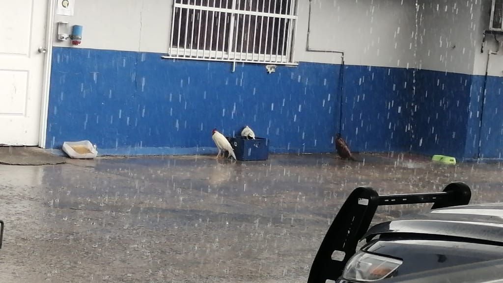 Capturan a tres gallos y 32 sujetos libando e incumpliendo la cuarentena en Viejo Veranillo. Un policía herido