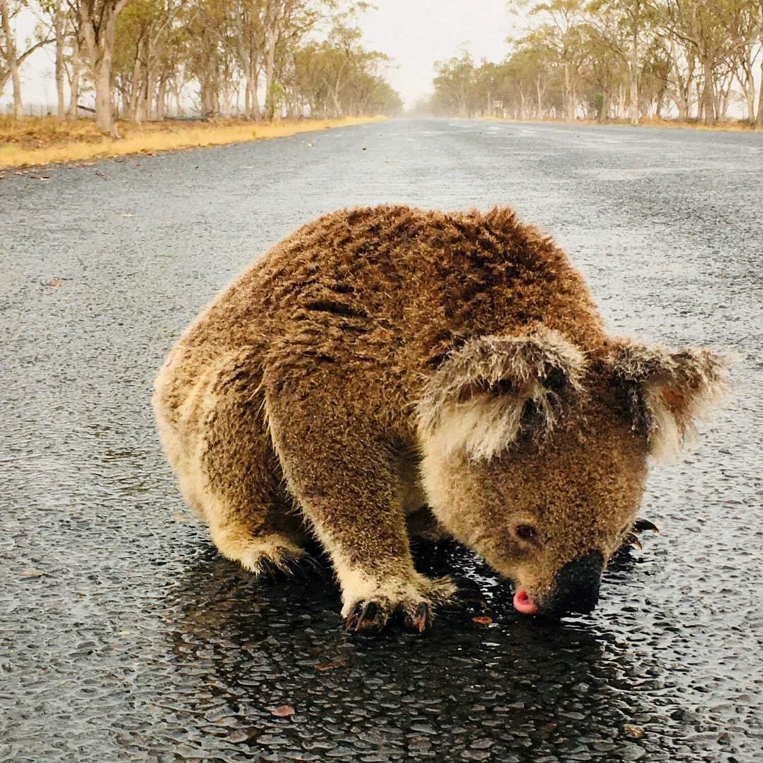 El impactante momento en que un koala lame el asfalto mojado en carretera de Australia para saciar su sed