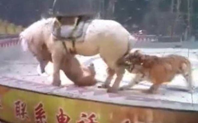 VIDEO| Tigre y león atacan a caballo durante fatal ensayo de circo 
