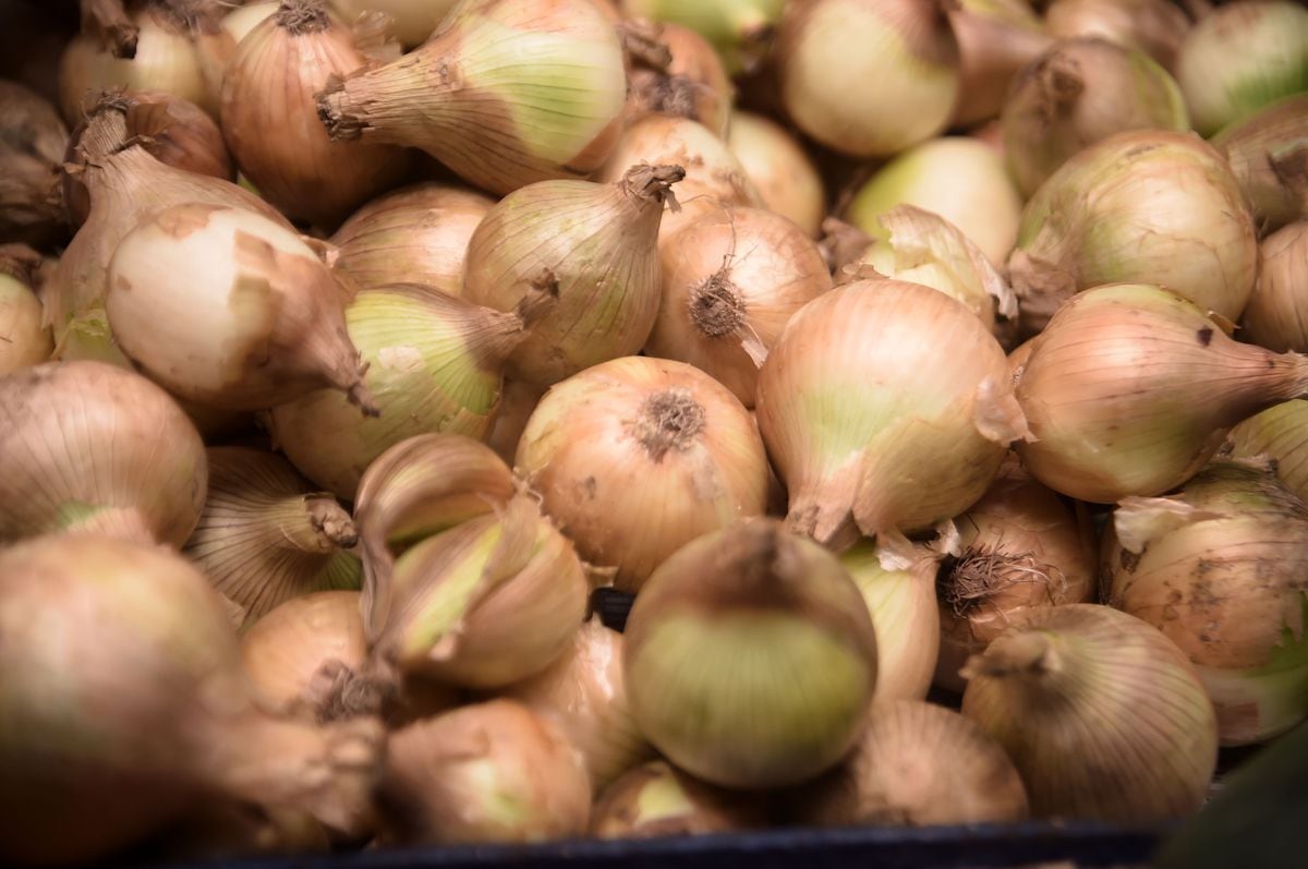 Productores están vigilante ante especulación del precio de la cebolla que entró al país libre de arancel 