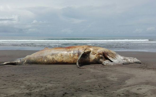 Hallan ballena muerta en playa Morrillo de Veraguas