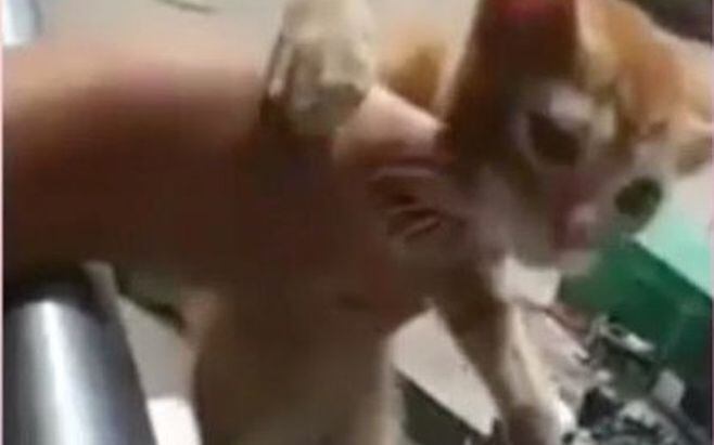 VIDEO| Repudian a estudiantes que lanzaron gato al vacío en el Metro de Panamá 